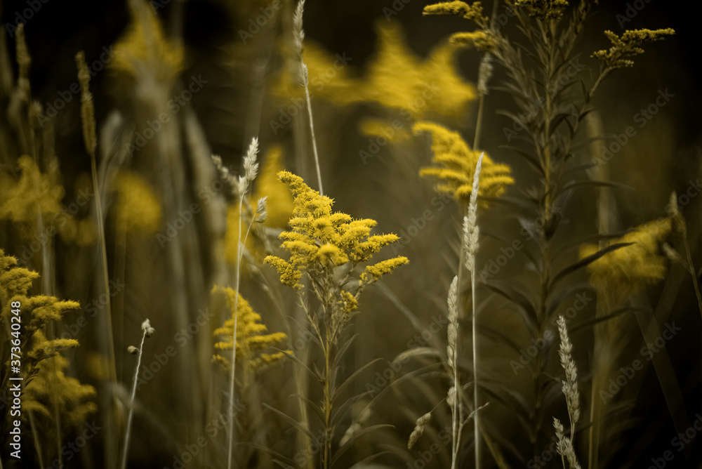 Yellow autumn flowers in field on dark green blurred grass steam background Yellow autumn flowers in field on dark green blurred grass steam background