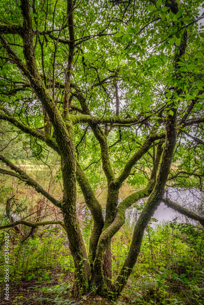 Knorriger Baum im Morgenlicht