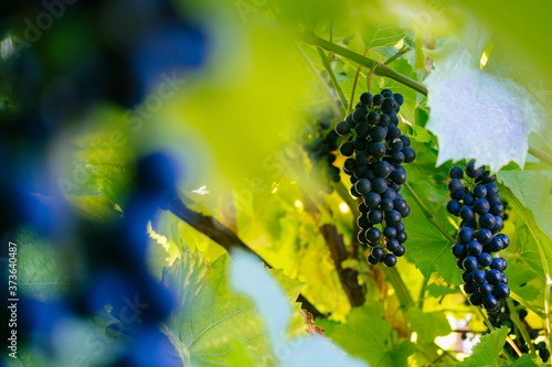 close up grape bunch in a garden blurred background photo