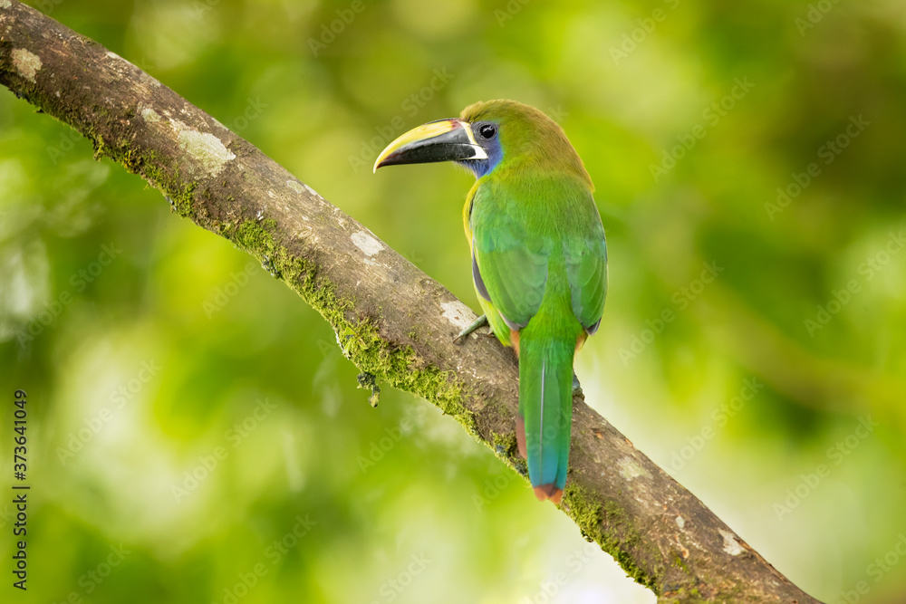 Obraz premium Emerald toucanet or northern emerald toucanet (Aulacorhynchus prasinus) is a species of near-passerine bird in the family Ramphastidae occurring in mountainous regions of Mexico and Central America