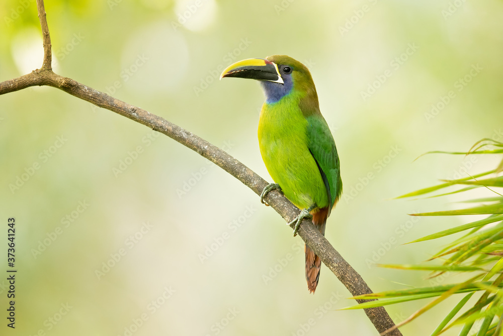 Fototapeta premium Emerald toucanet or northern emerald toucanet (Aulacorhynchus prasinus) is a species of near-passerine bird in the family Ramphastidae occurring in mountainous regions of Mexico and Central America