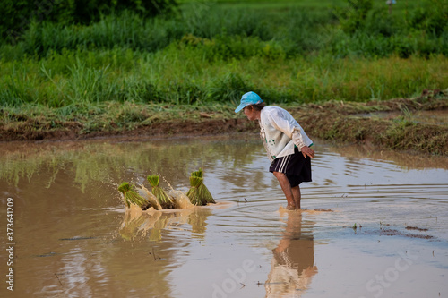 Transplanting Rice