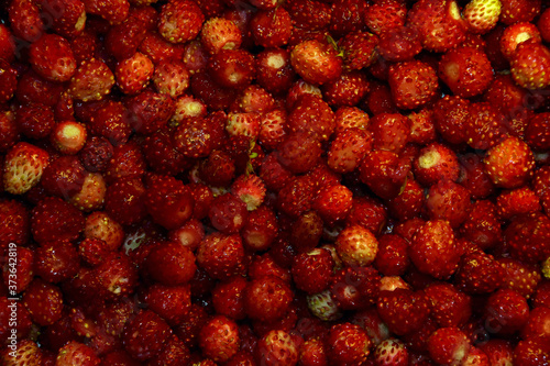 Harvest of red berries of wild strawberries. Natural background.