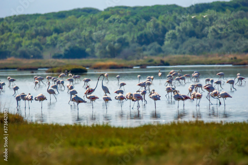 Italy Tuscany maremma Castiglione della Pescaia, natural reserve of Diaccia Botrona, colony of flamingos photo