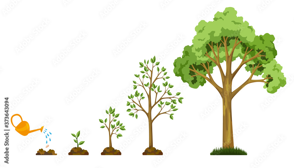 Stages growth of tree from seed. Watering the plants. Collection of trees from small to large. Green tree with leaf growth diagram. Business cycle development