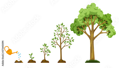 Stages growth of tree from seed. Watering the plants. Collection of trees from small to large. Green tree with leaf growth diagram. Business cycle development