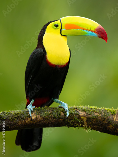 Keel-billed toucan (Ramphastos sulfuratus), also known as sulfur-breasted toucan or rainbow-billed toucan, is a colorful Latin American member of the toucan family. © Milan