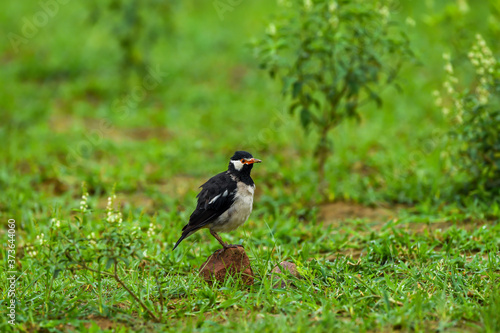 Pied myna or Asian pied starling or Gracupica contra ground perched in natural green background at keoladeo national park or bharatpur bird sanctuary rajasthan india © Sourabh