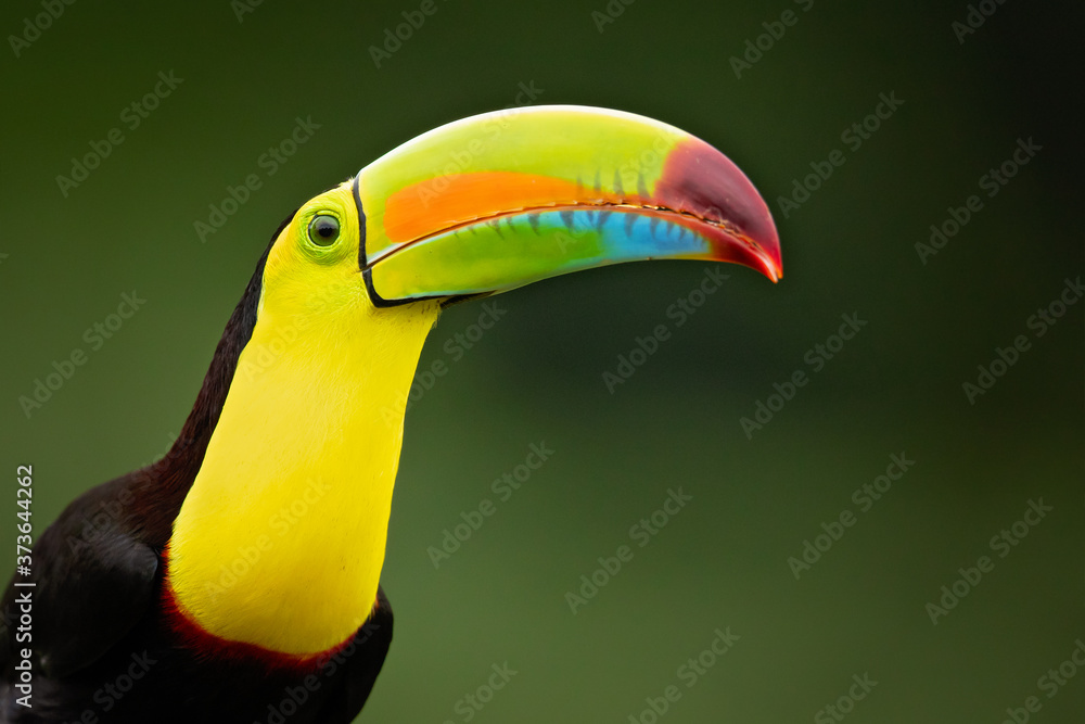 Obraz premium Keel-billed toucan (Ramphastos sulfuratus), also known as sulfur-breasted toucan or rainbow-billed toucan, is a colorful Latin American member of the toucan family.