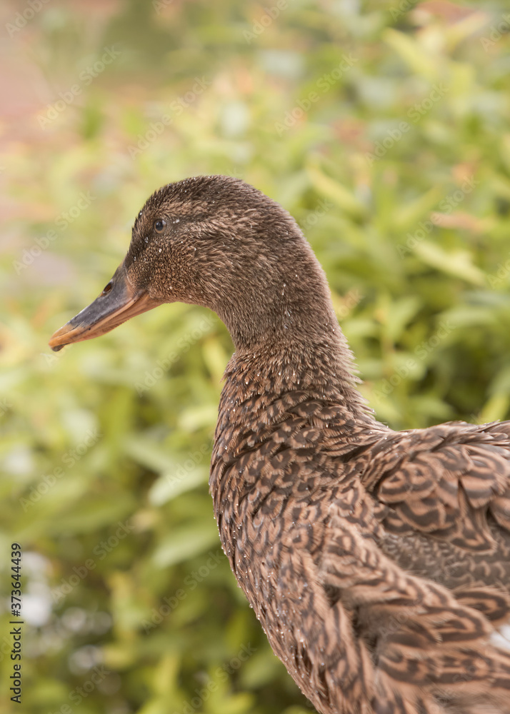 Duckling mixed breed of mallard and Indian runner duck Duckling mixed breed of mallard and Indian runner duck