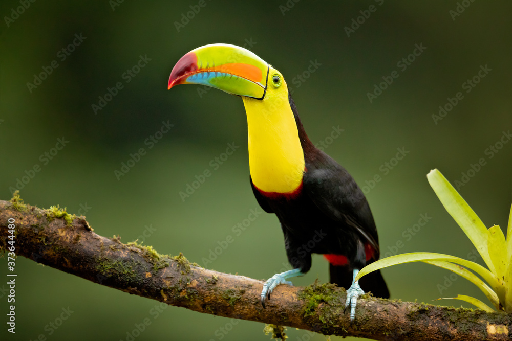 Fototapeta premium Keel-billed toucan (Ramphastos sulfuratus), also known as sulfur-breasted toucan or rainbow-billed toucan, is a colorful Latin American member of the toucan family.