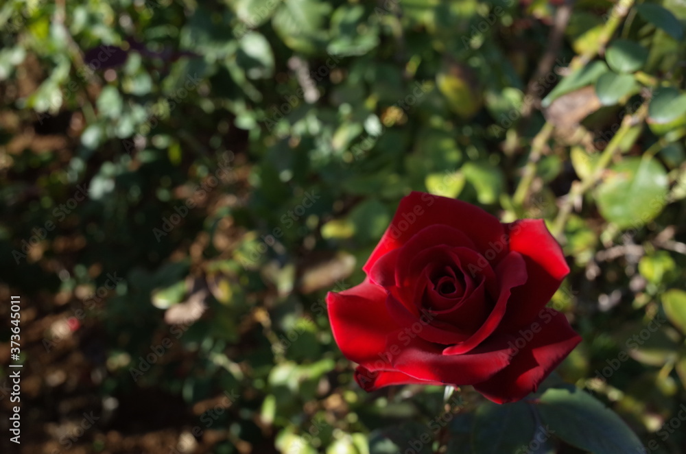 Red Flower of Rose 'Konrad Henkel' in Full Bloom
Red Flower of Rose 'Konrad Henkel' in Full Bloom