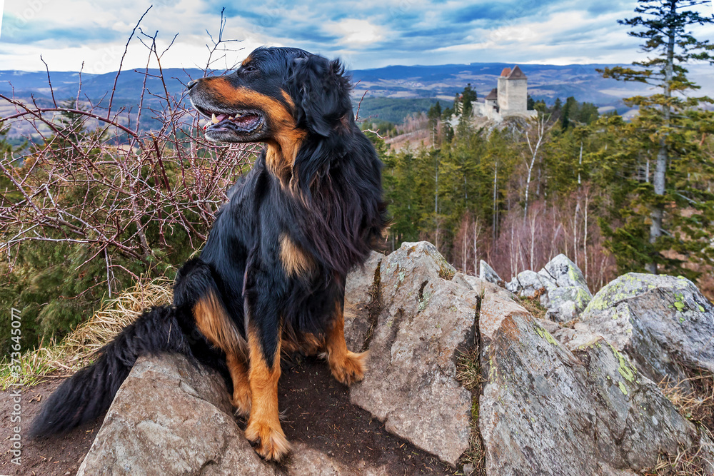 black and gold Hovie, dog hovawart sitting on a lookout with the background of a historic castle