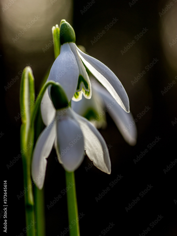 Galanthus nivali,spring snowdrop flowers Galanthus nivali,spring snowdrop flowers