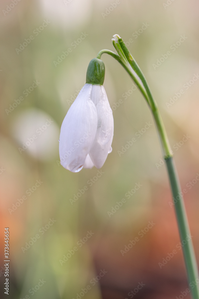 Obraz premium Galanthus nivali,spring snowdrop flowers 
