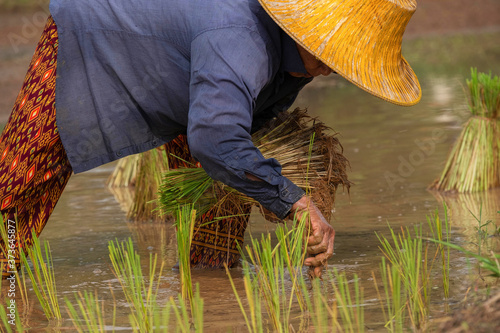 Transplanting Rice