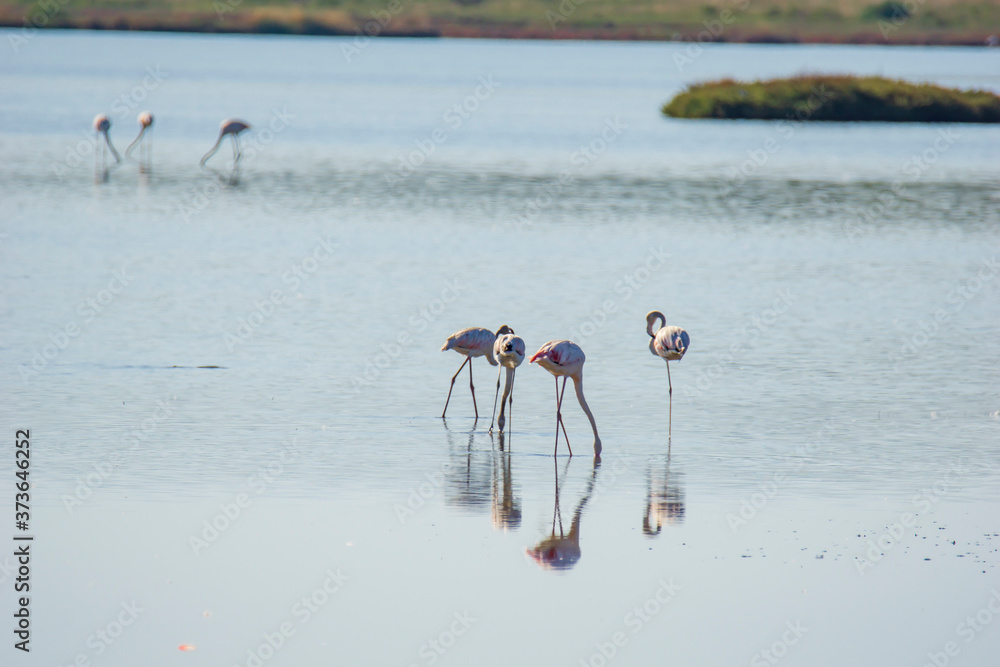 Fototapeta premium Italy Tuscany maremma Castiglione della Pescaia, natural reserve of Diaccia Botrona, colony of flamingos