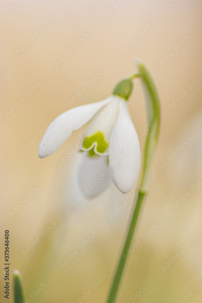 Galanthus nivali,spring snowdrop flowers Galanthus nivali,spring snowdrop flowers