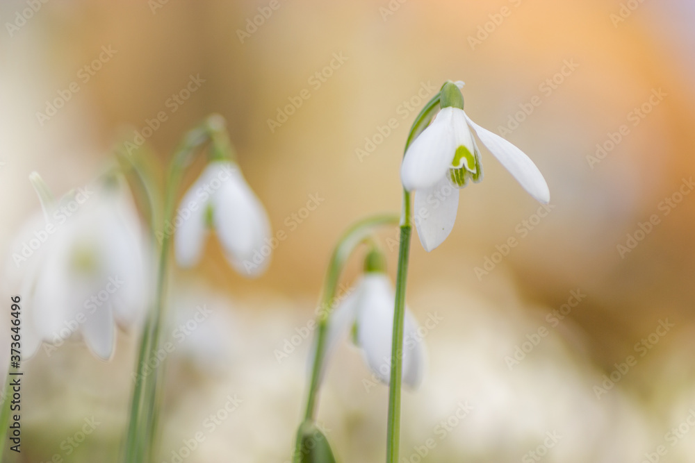 Galanthus nivali,spring snowdrop flowers Galanthus nivali,spring snowdrop flowers