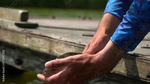 Fisherman releases the fish into the water. Fish in hands. Perch. 
