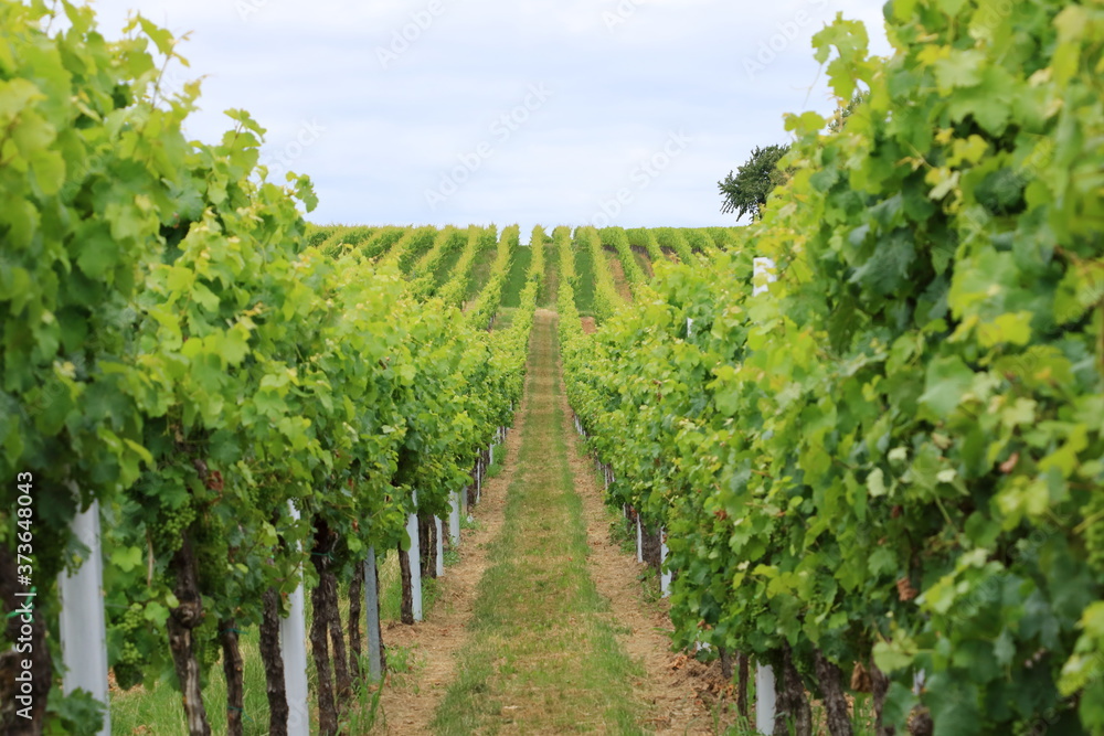 Rows with white wine grape plants in the palatinate in Germany