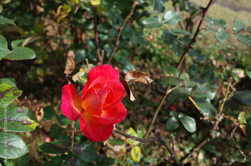 Red Flower of Rose 'Kosai' in Full Bloom
