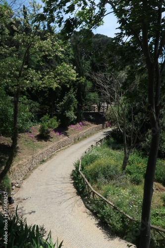 A path in the woods