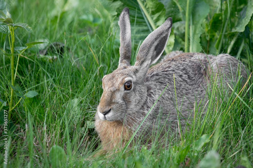 Fototapeta premium The hare is sitting in the green grass