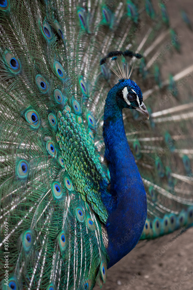 Obraz premium Peacock with a thick colored tail