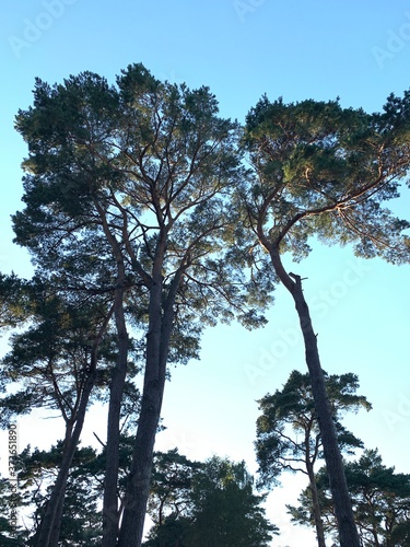 pine tree in the morning