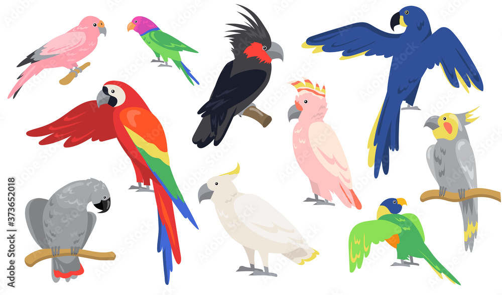 Obraz premium Colorful parrots set. Tropical exotic birds sitting on branch or flying, red or blue macaw, pink cockatoo. Isolated illustrations for jungle wildlife, Caribbean islands fauna concept