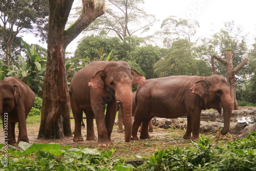 Elephants in the safari.