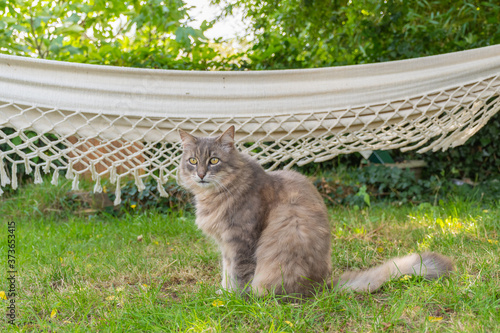 Beautiful fluffy female cat sitting on a green grass in front of a hamac