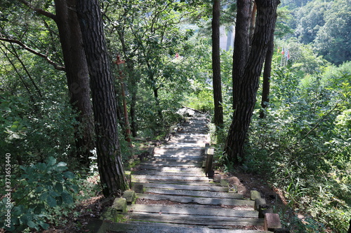 path in the forest