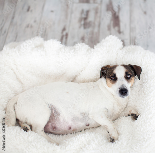 Cuadro en lienzo Pregnant dog resting in white bed
