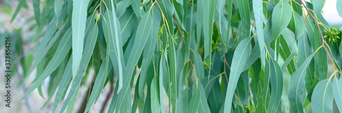 eucalyptus leaves. branch eucalyptus tree nature outdoor background. banner