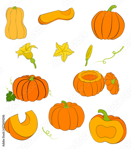 orange pumpkin with black outline whole and slices isolated on white. illustration of ripe squash and pumpkin flowers.