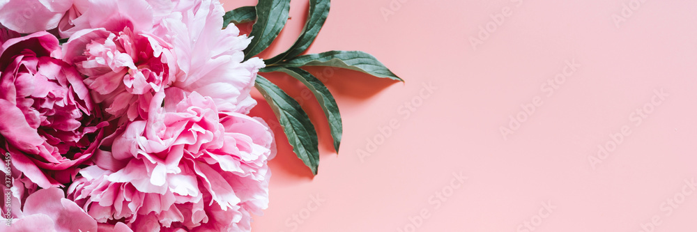 Fototapeta premium peonies bouquet flowers in full bloom vibrant pink color isolated on pale pink background. flat lay, top view, space for text. banner