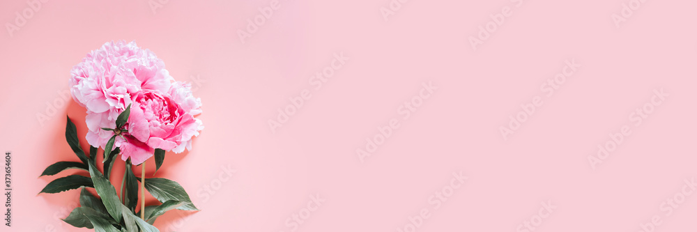 peonies bouquet flowers in full bloom vibrant pink color isolated on pale pink background. flat lay, top view, space for text. banner peonies bouquet flowers in full bloom vibrant pink color isolated on pale pink background. flat lay, top view, space for text. banner