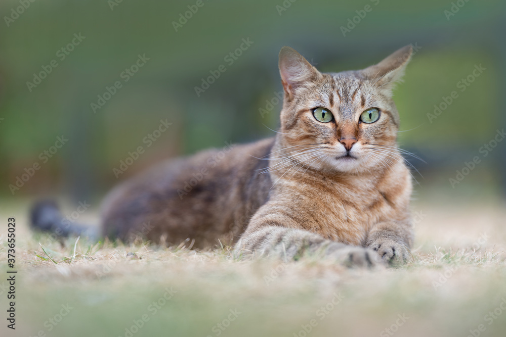 un chat assis dans un jardin sur l'herbe