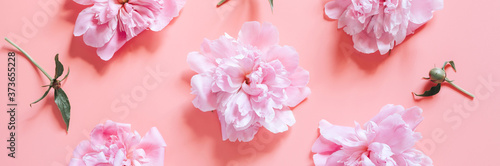 several repeating pattern of peony flowers in full bloom pastel pink color and buds  isolated on pale pink background. flat lay  top view