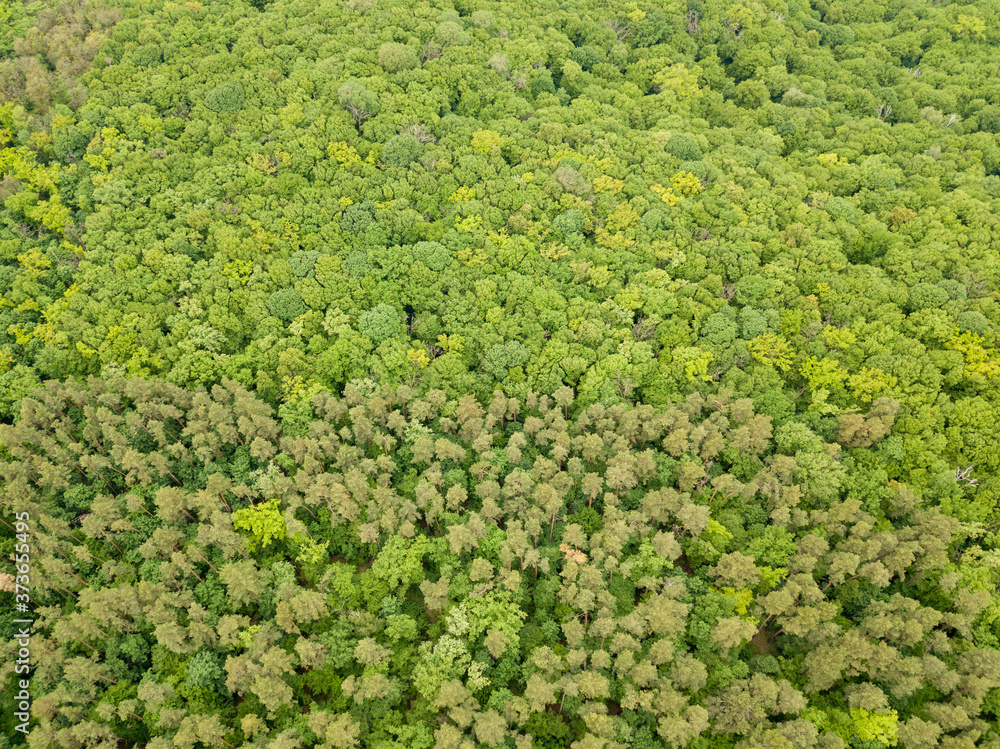 Green tops of mixed forest trees in late spring. Sunny clear day. Aerial drone top view.