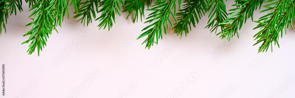 christmas tree branches frame on a pink background. space for text. banner