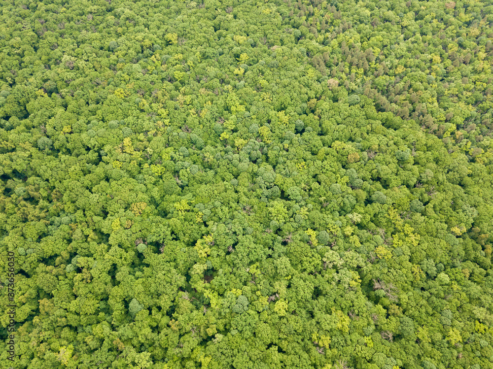 Green tops of mixed forest trees in late spring. Sunny clear day. Aerial drone top view.