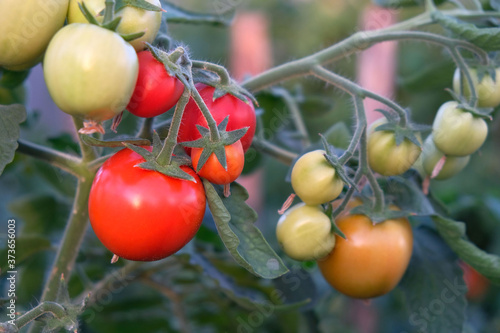 Tomatoes growing on a branch in a greenhouse