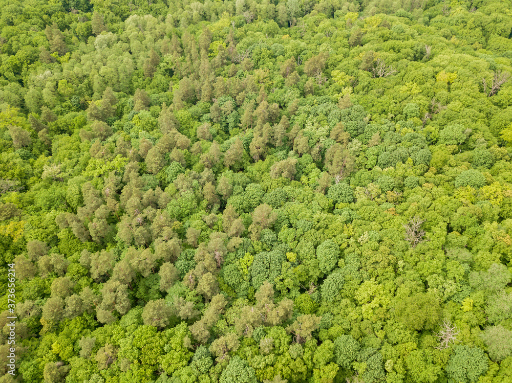 Green tops of mixed forest trees in late spring. Sunny clear day. Aerial drone top view.