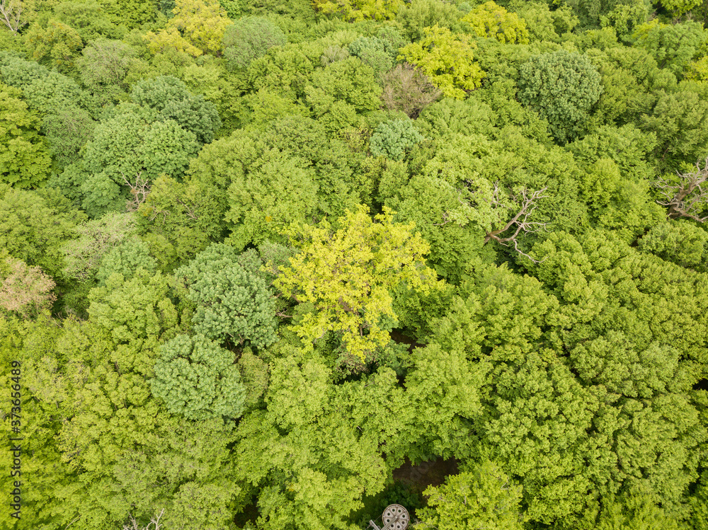 Green tops of mixed forest trees in late spring. Sunny clear day. Aerial drone top view.