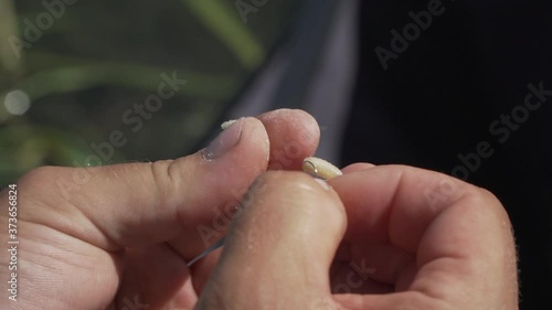 Maggot on a hook. Good fishing bait. Fishing baits. 