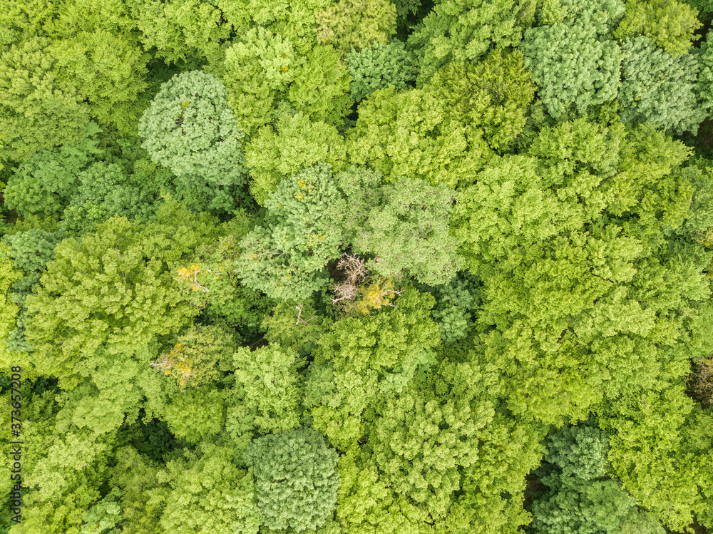 Obraz premium Green tops of mixed forest trees in late spring. Sunny clear day. Aerial drone top view.