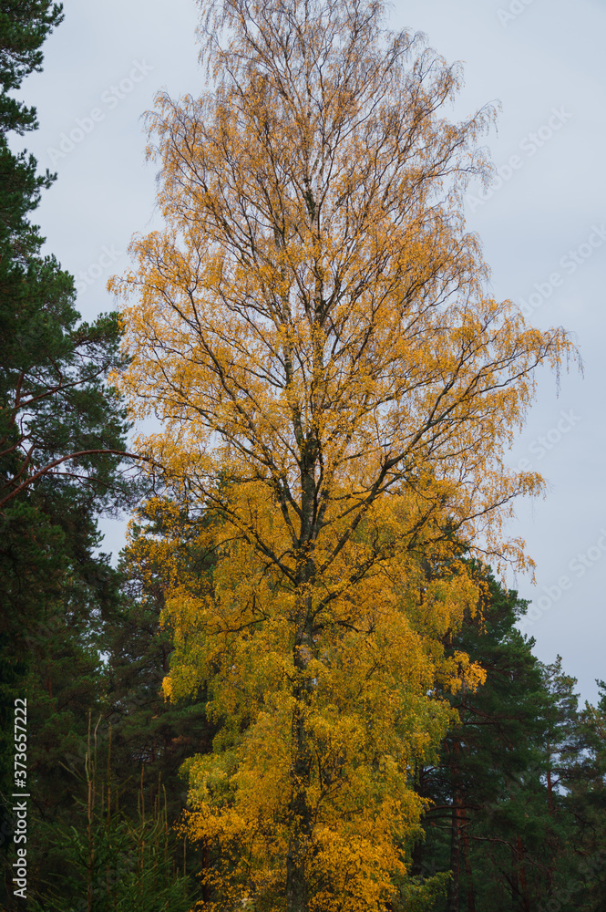 Tree branch with yellow leaves. Autumn landscape. Tree branch with yellow leaves. Autumn landscape.